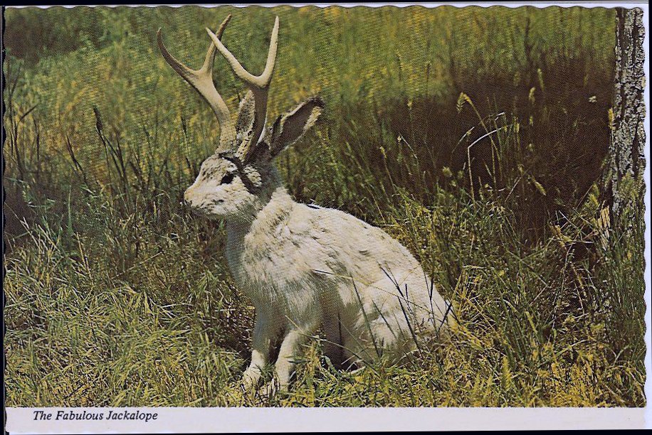 The Fabulous JACKALOPE of North America Jackalopes are the rarest